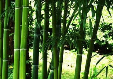 French company: Bamboo fiber will replace aviation glass fiber